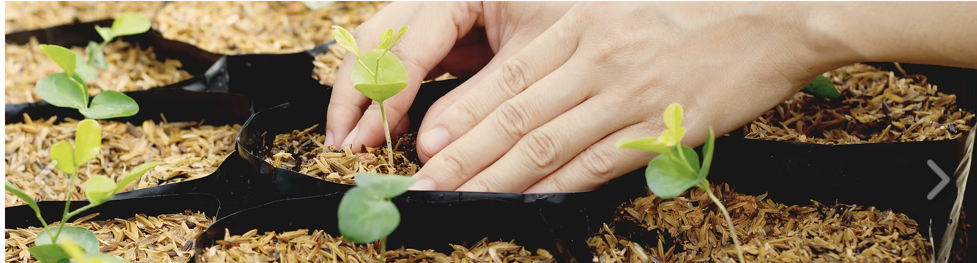 Hands planting young seedlings