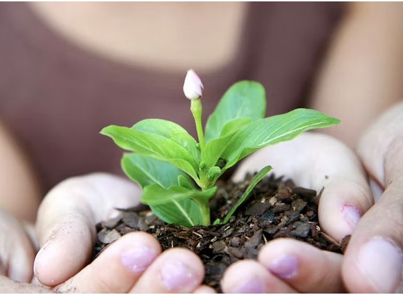 A young plant held carefully in two hands